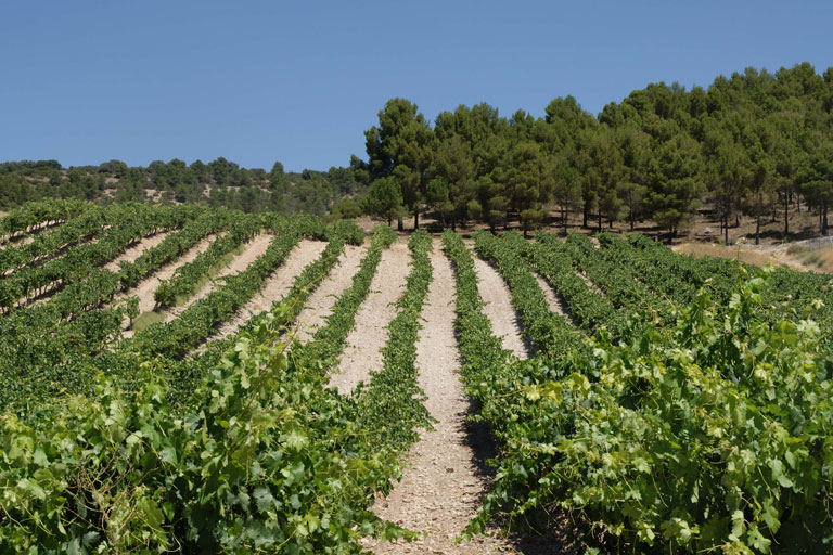 bodegas-matarromera-bodega-vinas
