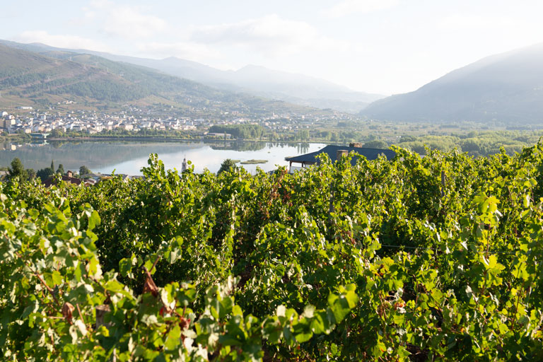 vinigalicia-enologa-vistas