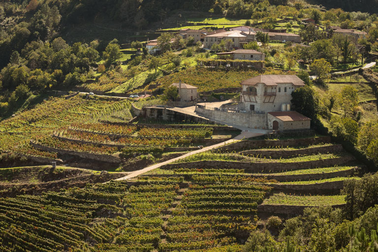 vinigalicia-visita-vinedo-campos