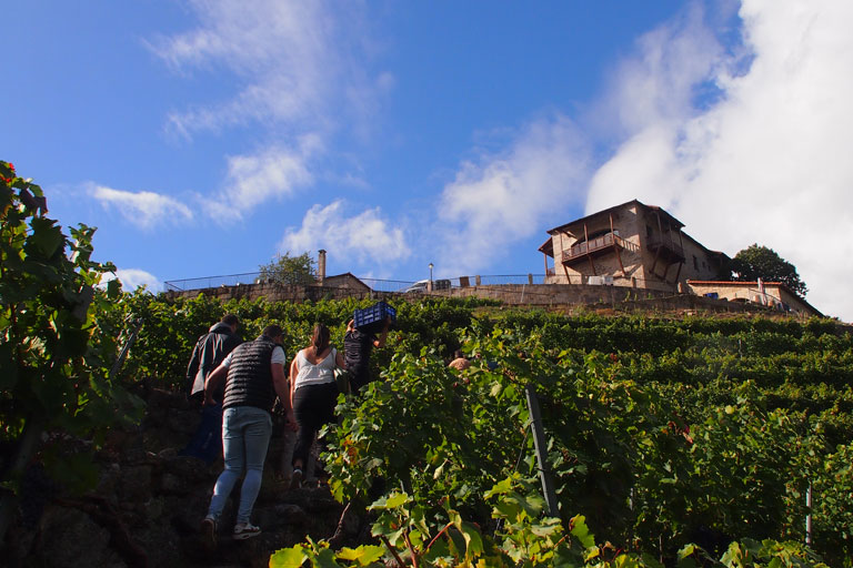 vinigalicia-visita-vinedo-subida